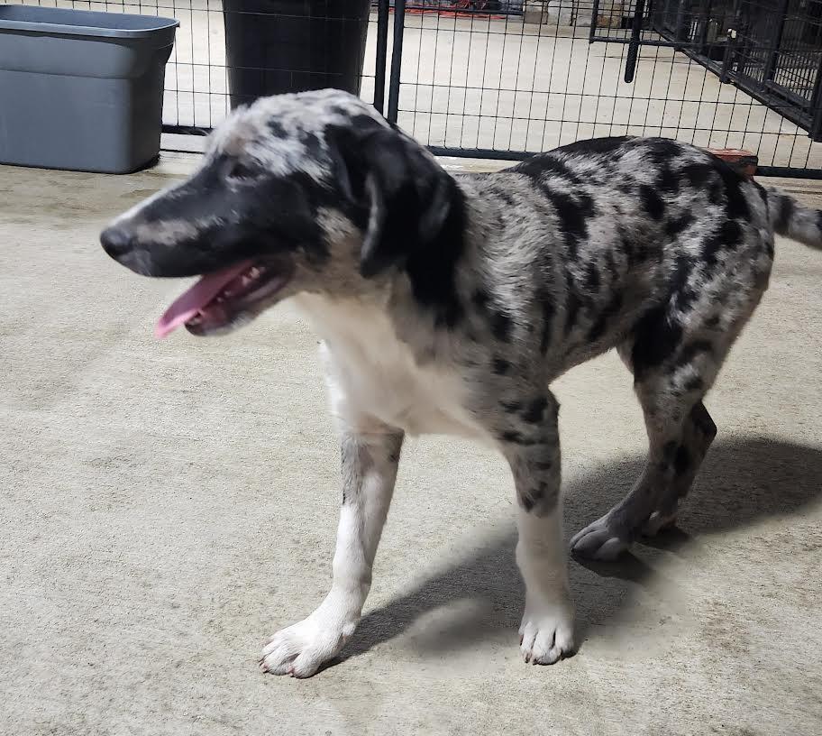 Enlarge Connor, an adopted mixed breed in Marshall, AR image 2/4