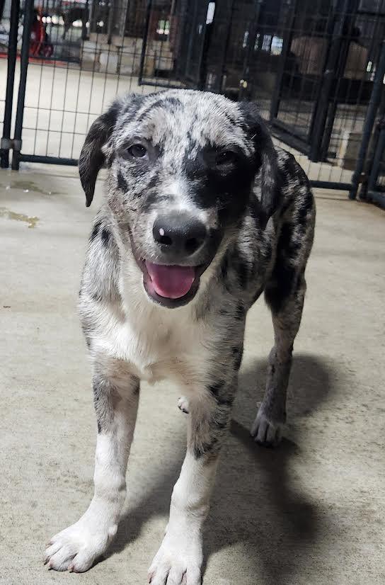 Enlarge Connor, an adopted mixed breed in Marshall, AR image 4/4