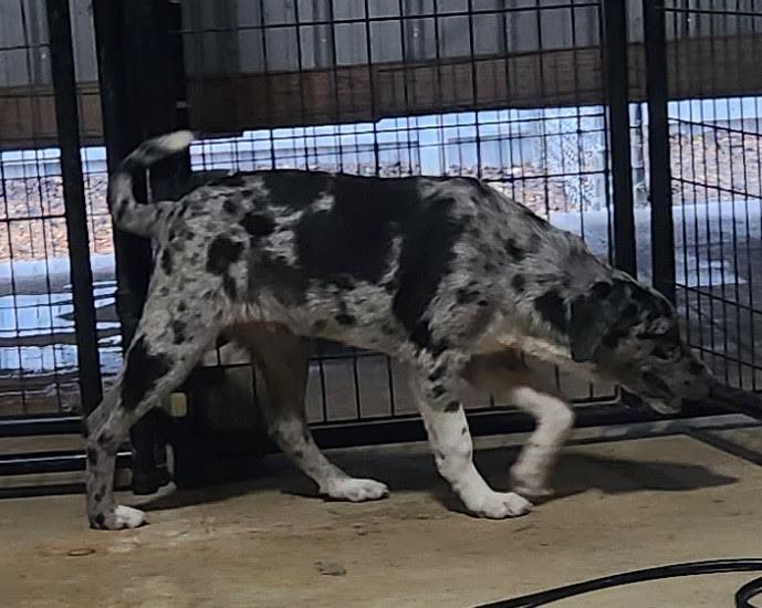 Enlarge Connor, an adopted mixed breed in Marshall, AR image 3/4