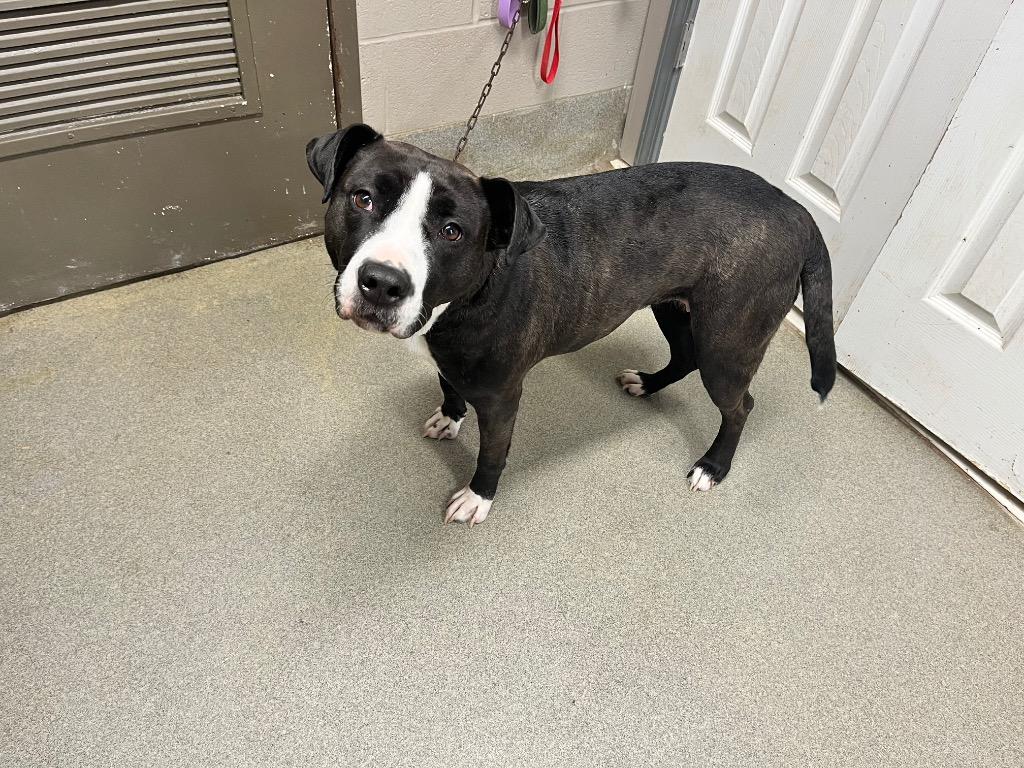 Enlarge Jade, a Adoptable Pit Bull Terrier in Hopkinsville, KY image 1/3