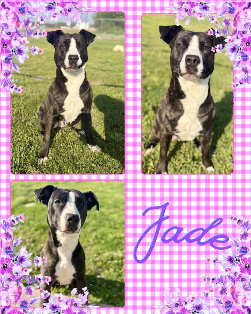 Enlarge Jade, a Adoptable Pit Bull Terrier in Hopkinsville, KY image 3/3
