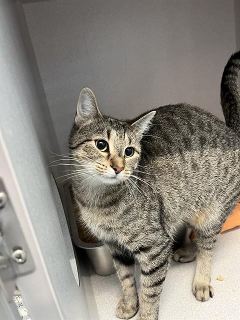 BONNIE, Adoptable, Young Female Domestic Short Hair.