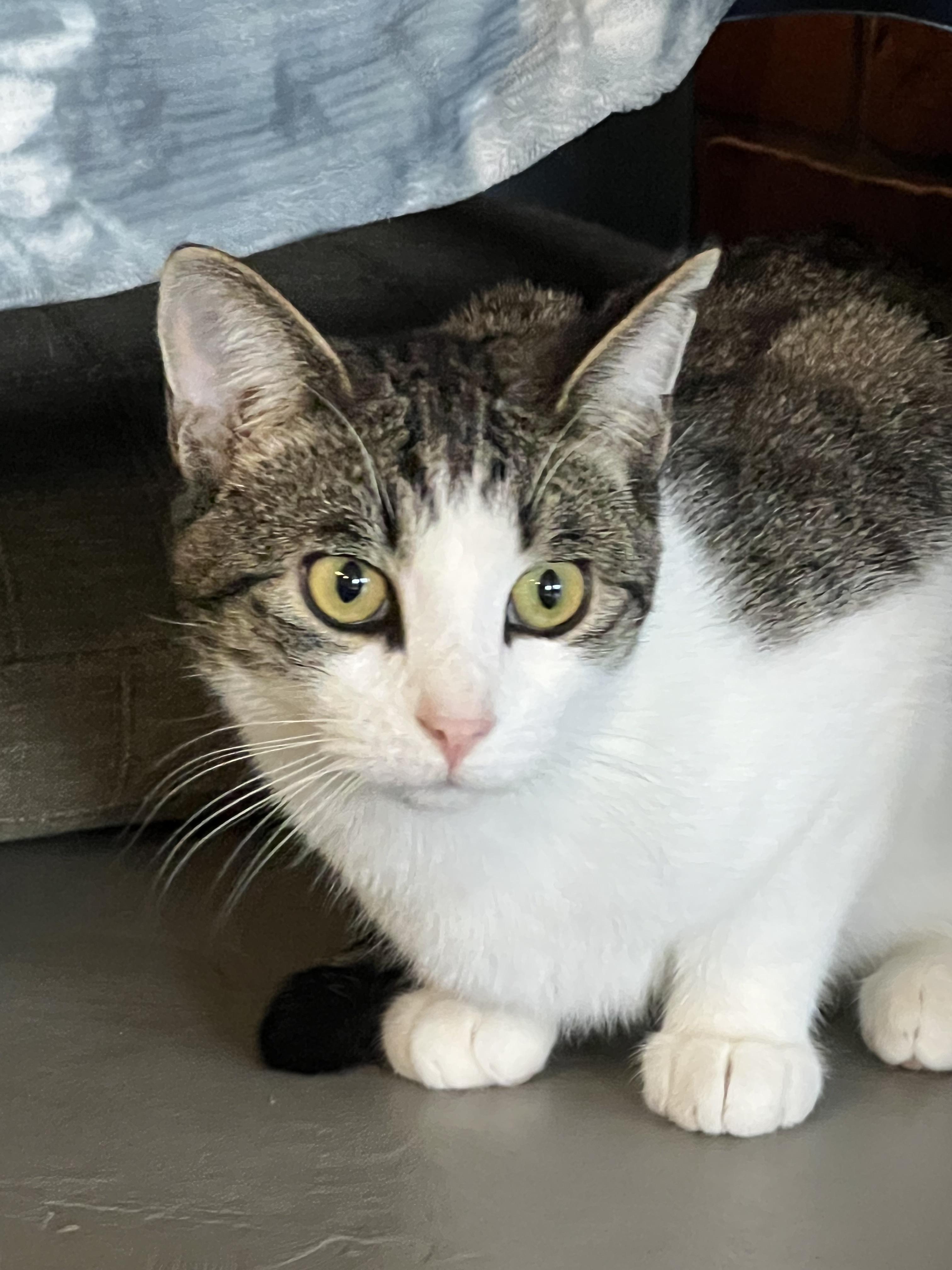 Etta Place, Adoptable, Young Male Domestic Short Hair.