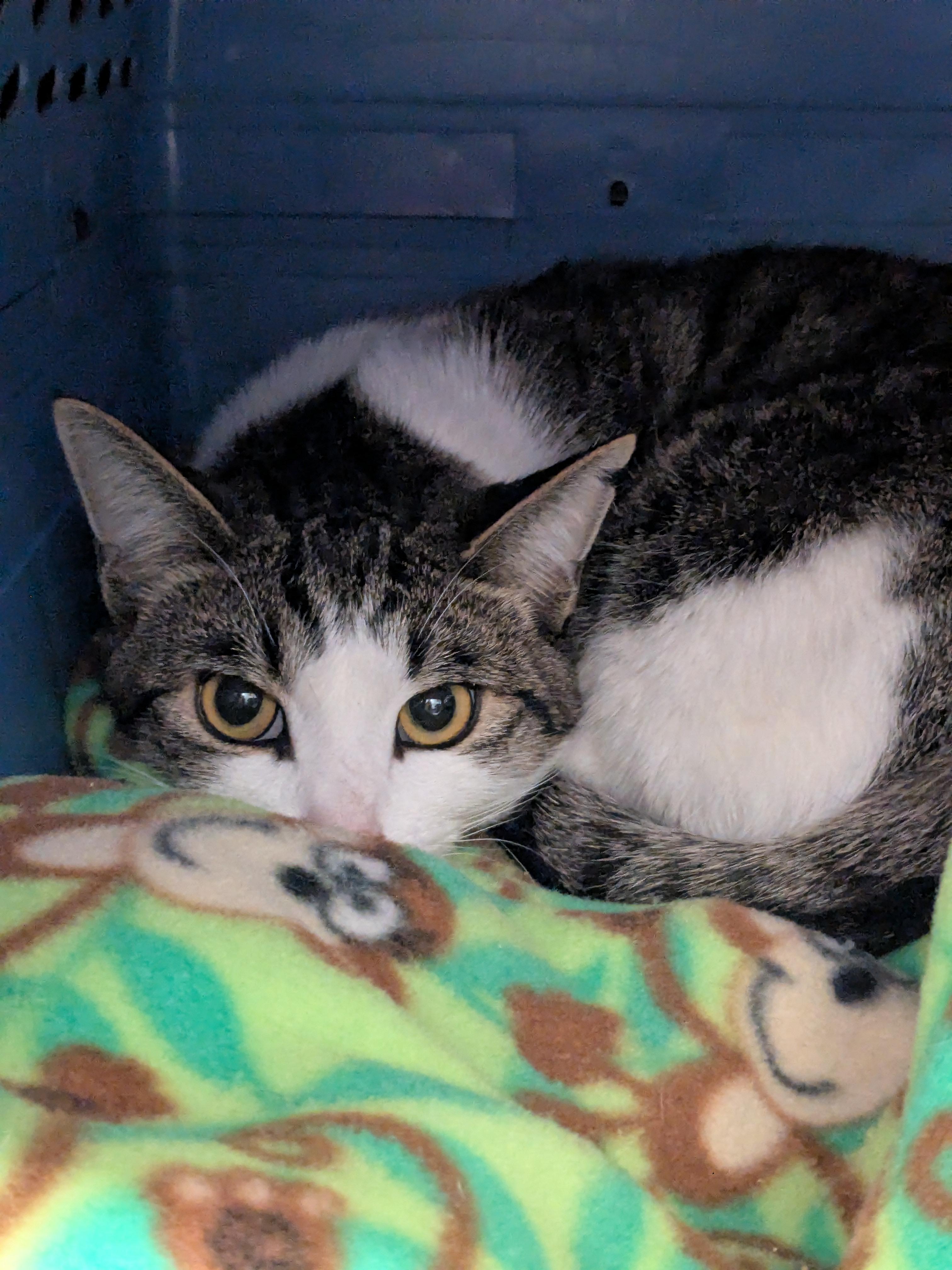 Etta Place — thumbnail 3