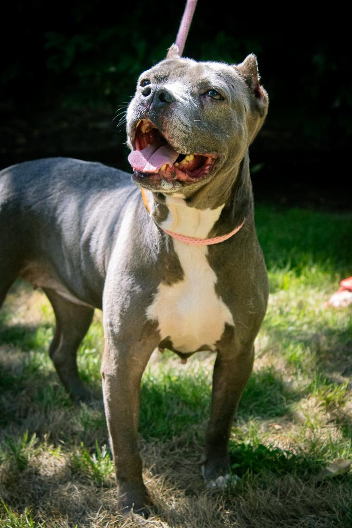 Enlarge Abagail, a Adoptable mixed breed in Bellingham, WA image 2/5