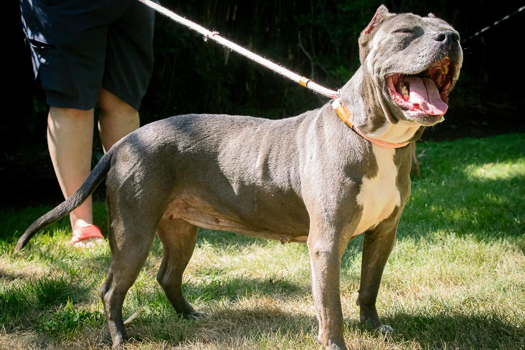 Enlarge Abagail, a Adoptable mixed breed in Bellingham, WA image 5/5