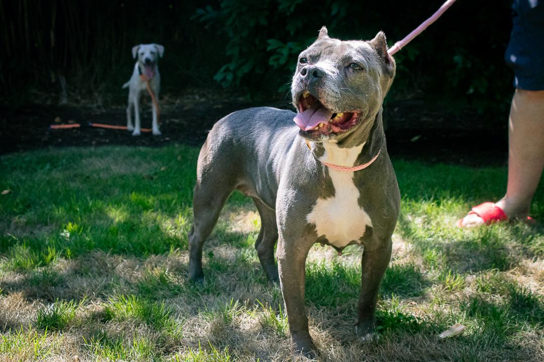 Enlarge Abagail, a Adoptable mixed breed in Bellingham, WA image 4/5
