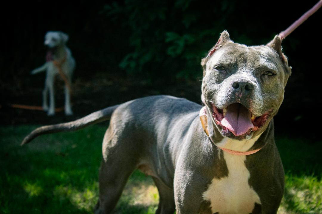 Enlarge Abagail, a Adoptable mixed breed in Bellingham, WA image 3/5