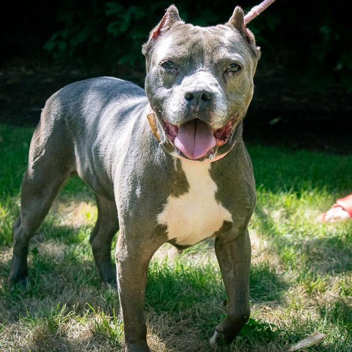 Abagail, Adoptable, Senior Female Pit Bull Terrier & American Staffordshire Terrier.