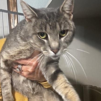 Enlarge Derek, a Adoptable Domestic Short Hair in Hutchinson, MN image 3/5