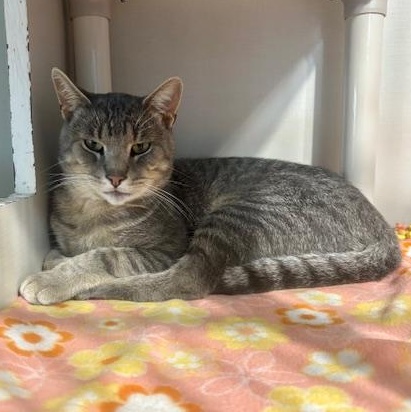 Enlarge Derek, a Adoptable Domestic Short Hair in Hutchinson, MN image 2/5