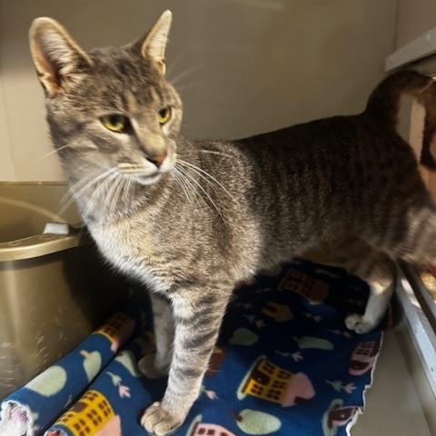 Enlarge Derek, a Adoptable Domestic Short Hair in Hutchinson, MN image 4/5