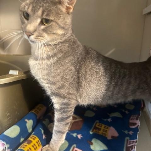 Enlarge Derek, a Adoptable Domestic Short Hair in Hutchinson, MN image 5/5