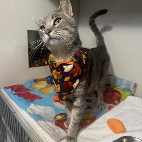 Derek, Adoptable, Adult Male Domestic Short Hair.