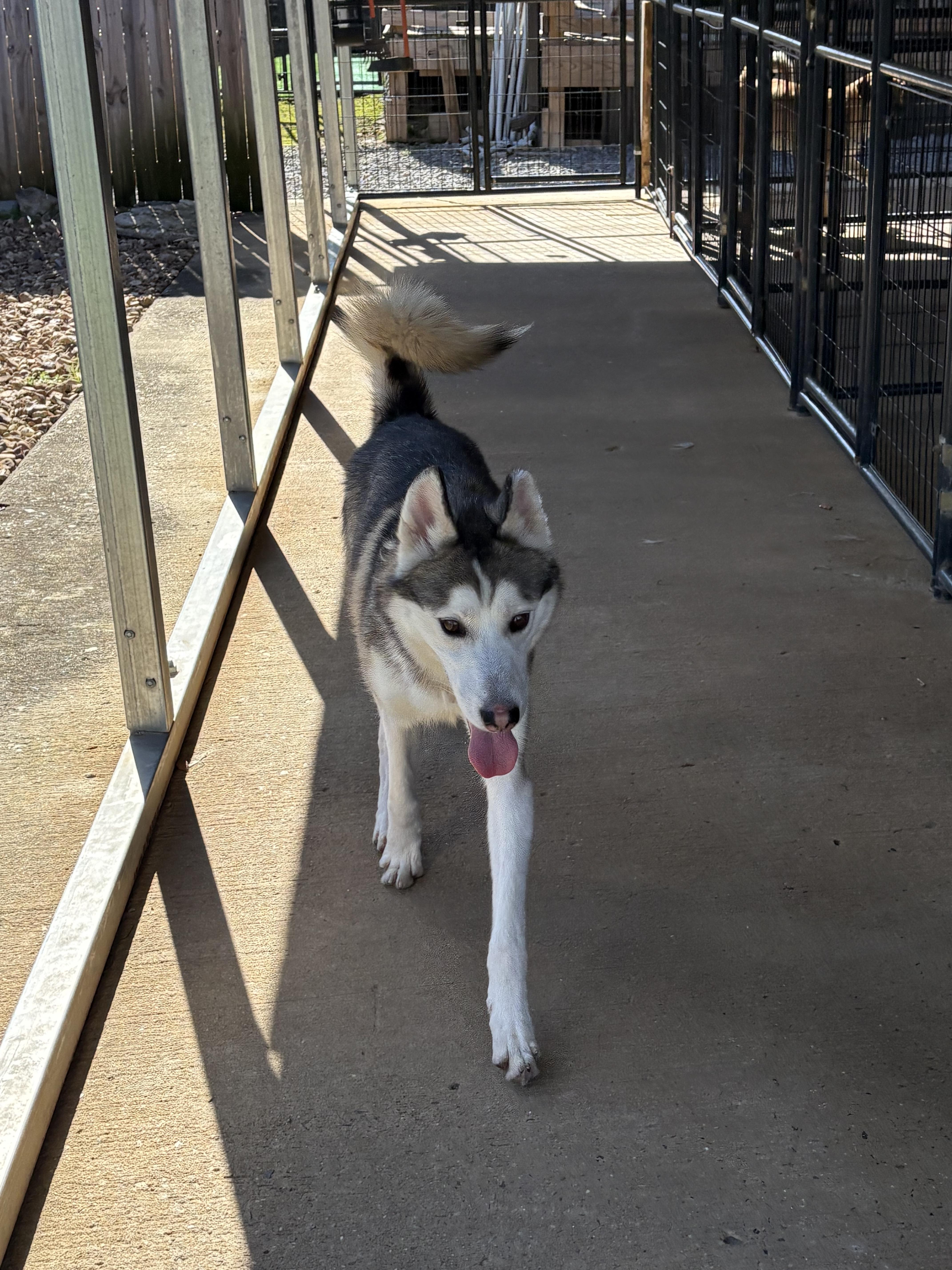 Kobe, a Adoptable Husky in Shelbyville, TN image 1/4