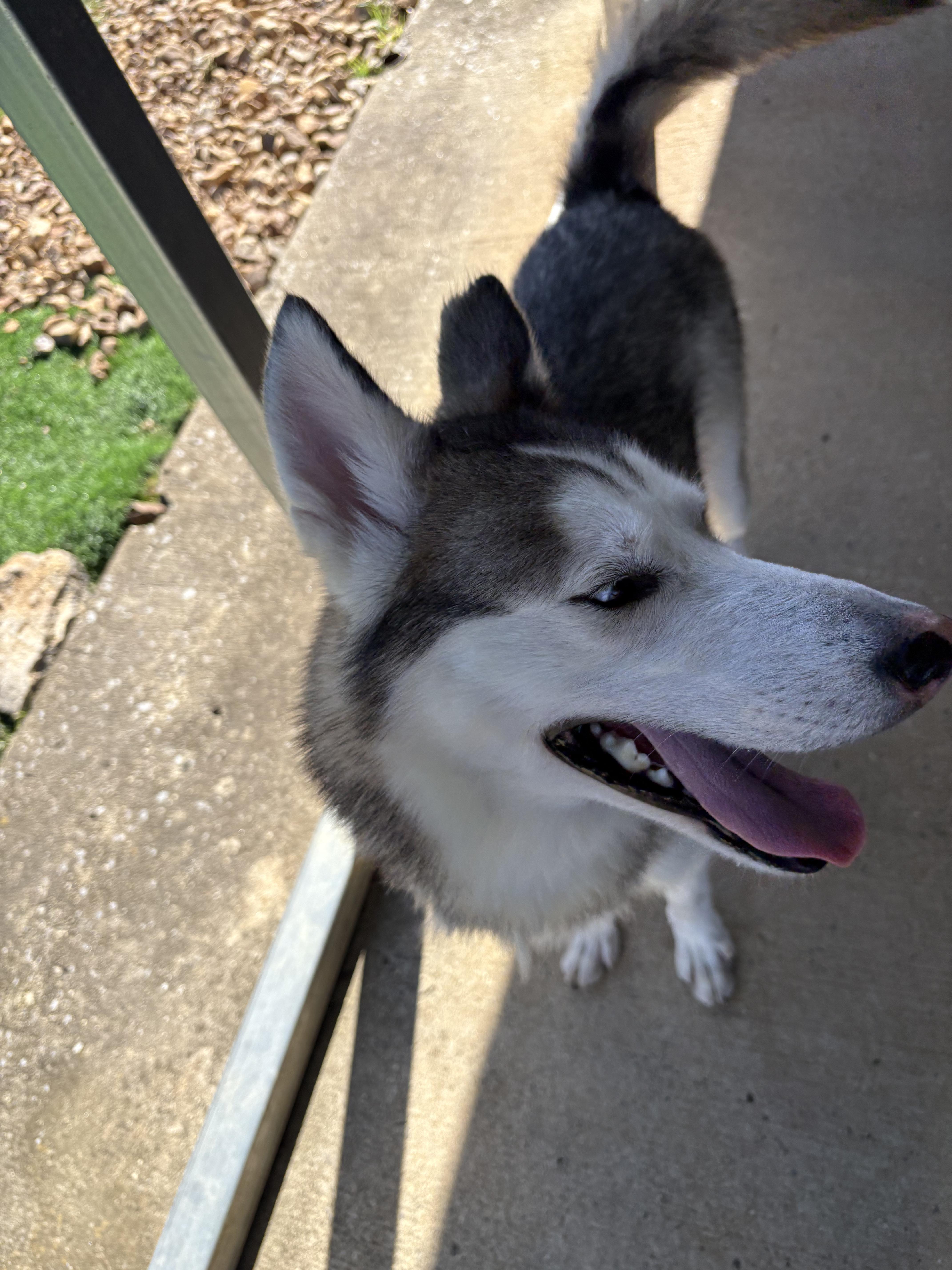 Kobe, a Adoptable Husky in Shelbyville, TN image 2/4