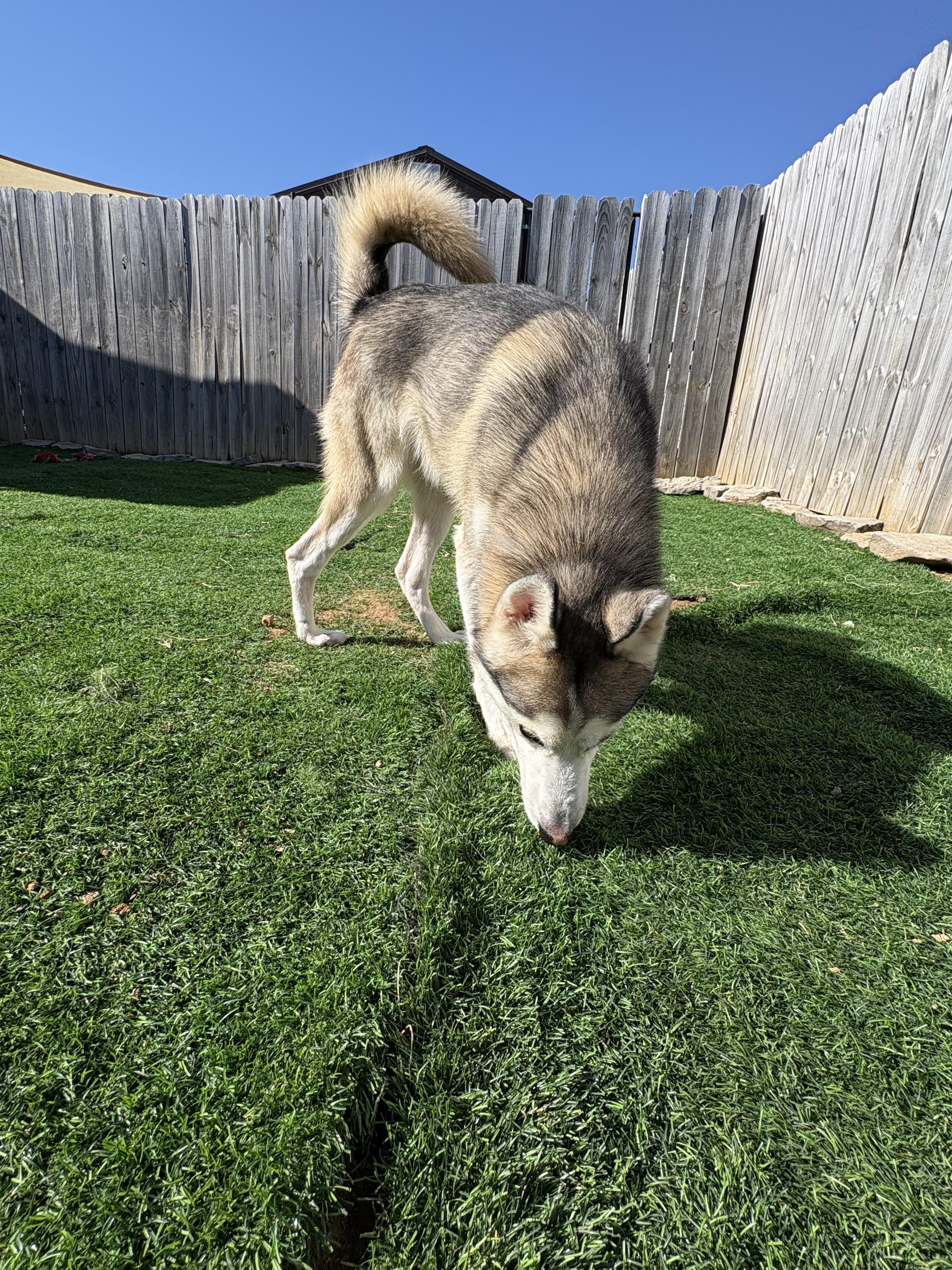 Kobe, a Adoptable Husky in Shelbyville, TN image 4/4