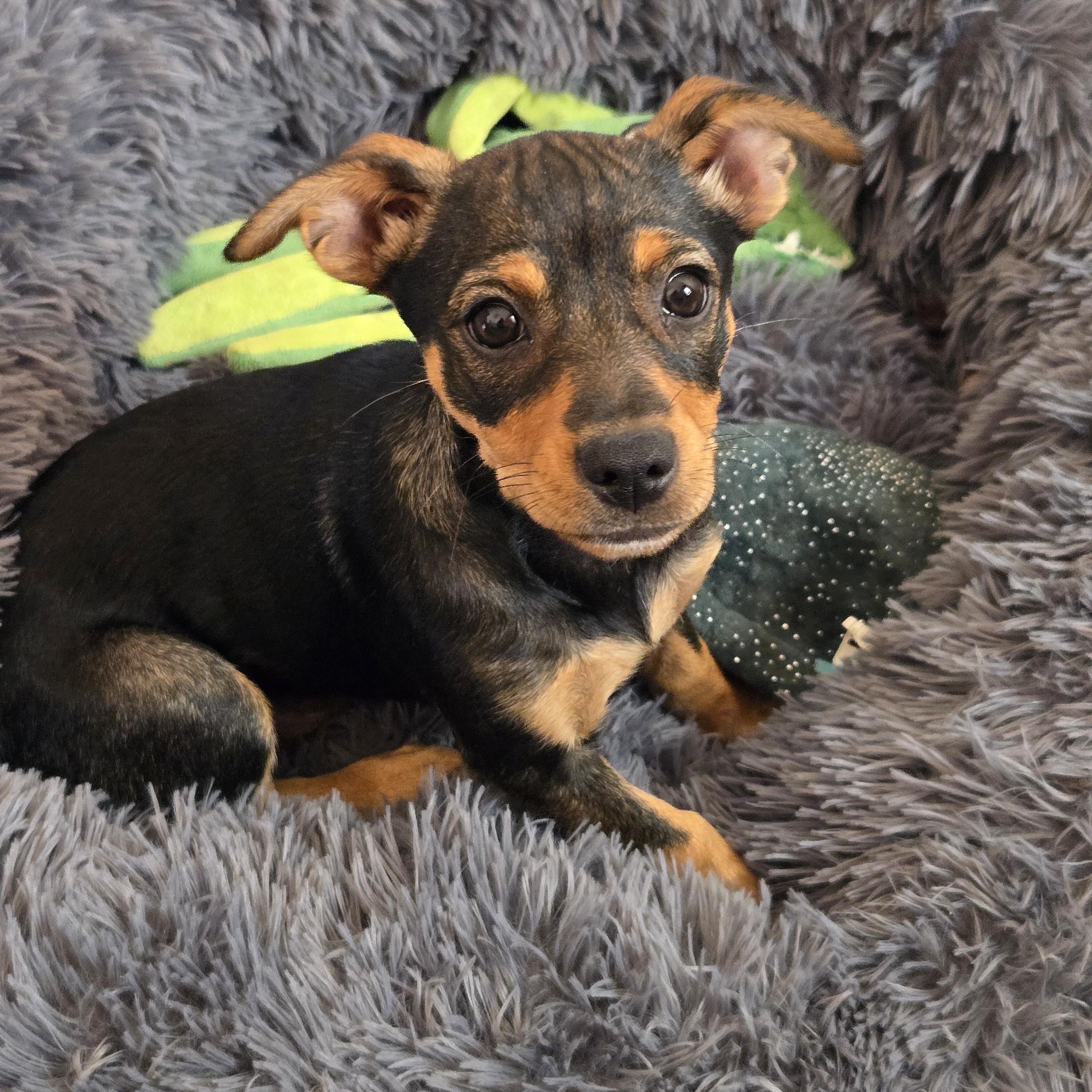 Enlarge Jupiter, a Adoptable mixed breed in Oracle, AZ image 2/2