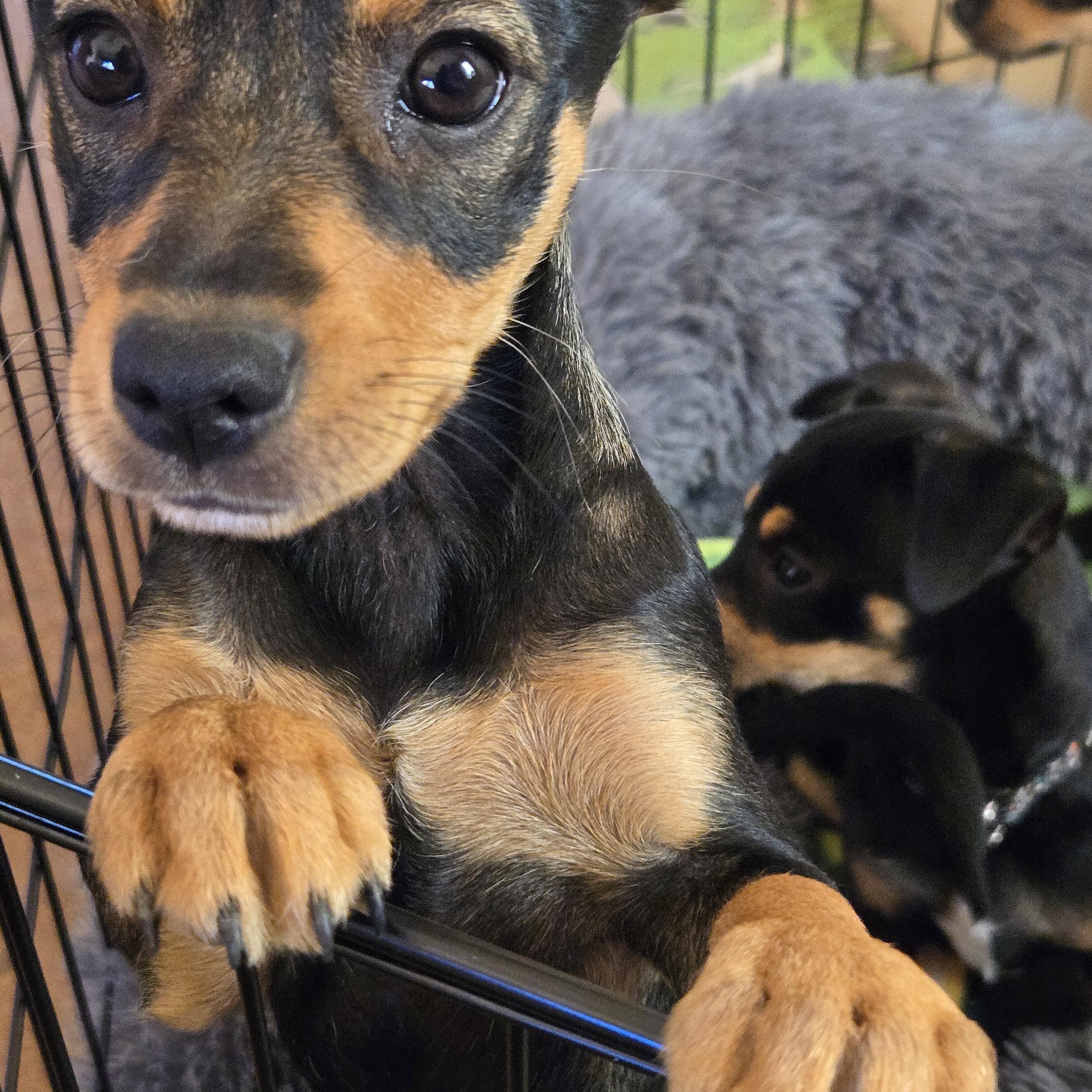 Jupiter, Adoptable, Puppy Female Chihuahua.