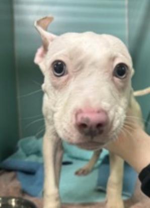 West, Adoptable, Puppy Male Mixed Breed.