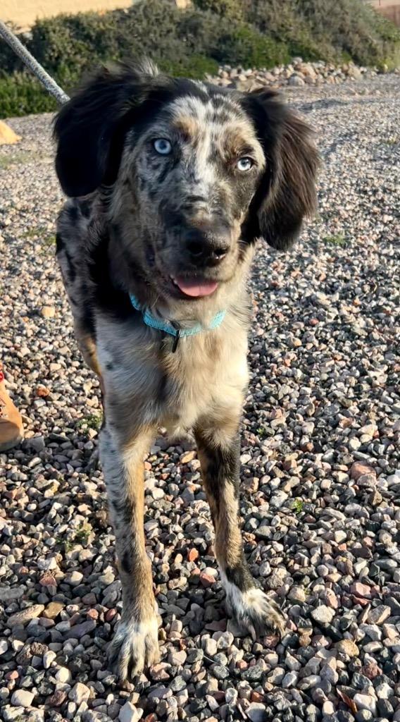 Remie, Adoptable, Young Male Catahoula Leopard Dog & Australian Shepherd.