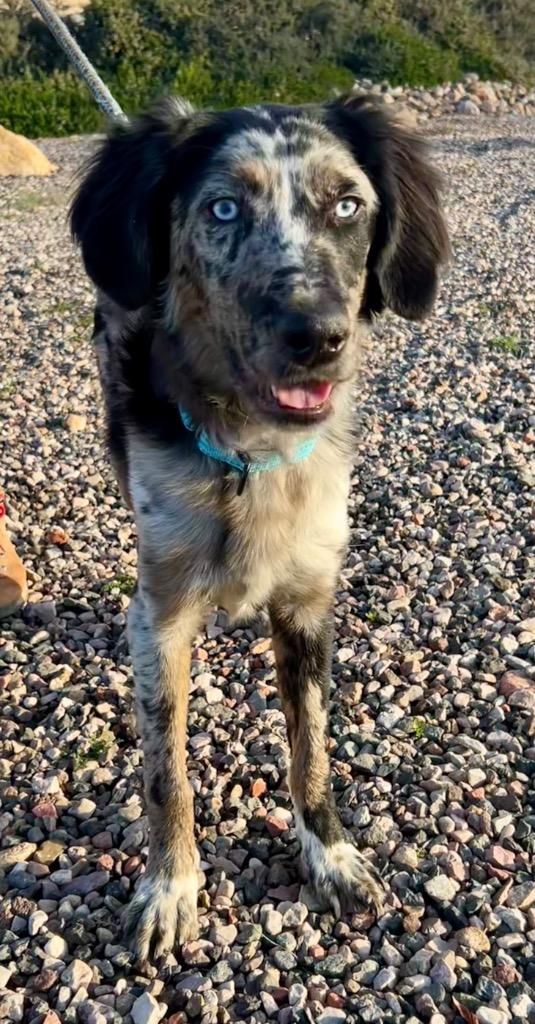 Enlarge Remie, a Adoptable mixed breed in Cottonwood, AZ image 2/2