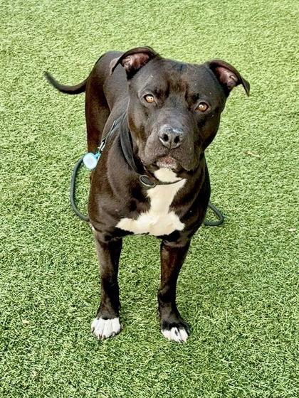 Enlarge Rylee Parker, a Adoptable mixed breed in Roseville, CA image 1/3