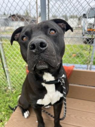 Rylee Parker, Adoptable, Adult Male Pit Bull Terrier & Mixed Breed.