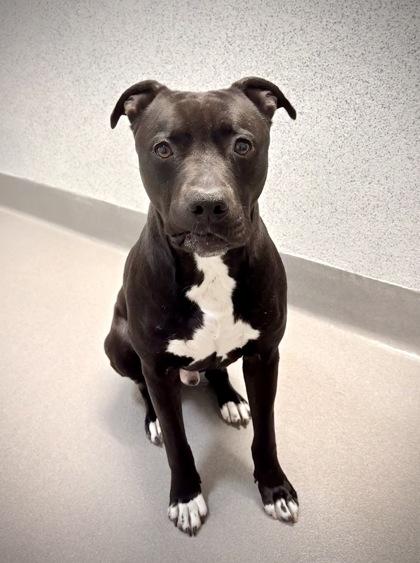 Enlarge Rylee Parker, a Adoptable mixed breed in Roseville, CA image 2/3