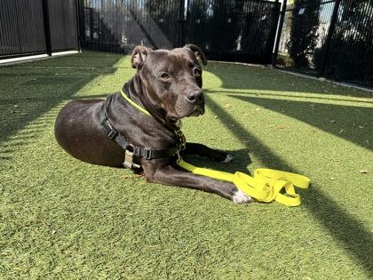 Rylee Parker, Adoptable, Adult Male Pit Bull Terrier & Mixed Breed.
