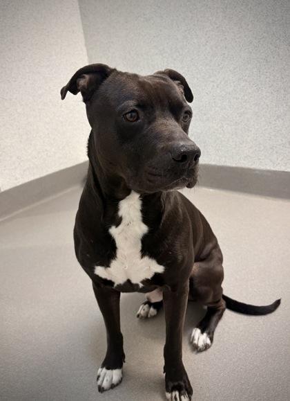 Enlarge Rylee Parker, a Adoptable mixed breed in Roseville, CA image 3/3