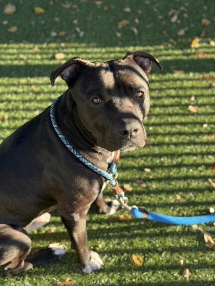 Rylee Parker, a Adoptable mixed breed in Roseville, CA image 2/3