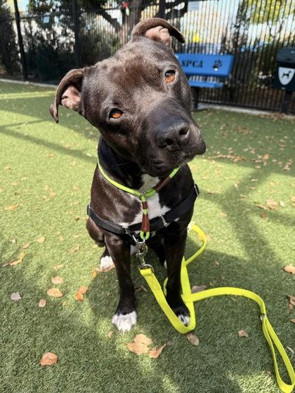 Rylee Parker, a Adoptable mixed breed in Roseville, CA image 3/3