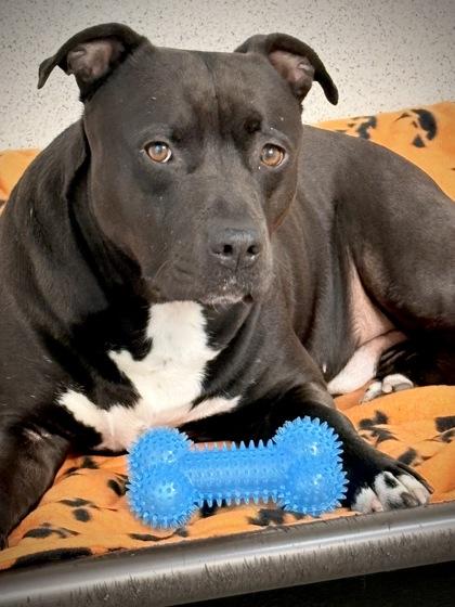 Rylee Parker, Adoptable, Adult Male Pit Bull Terrier & Mixed Breed.