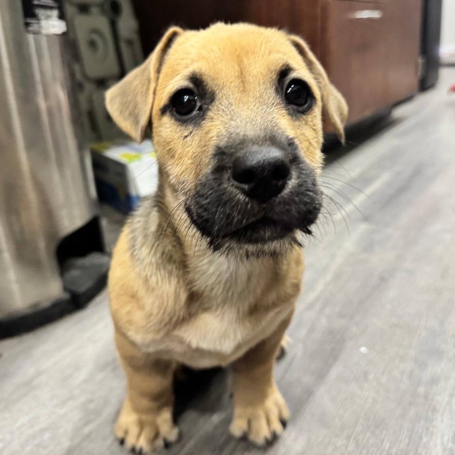 Enlarge Tootsie Roll, a Adoptable mixed breed in Danbury, CT image 1/4