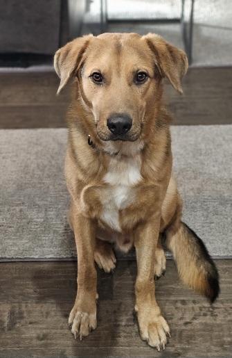 Dennis, an adopted mixed breed in Eagle, ID image 2/5