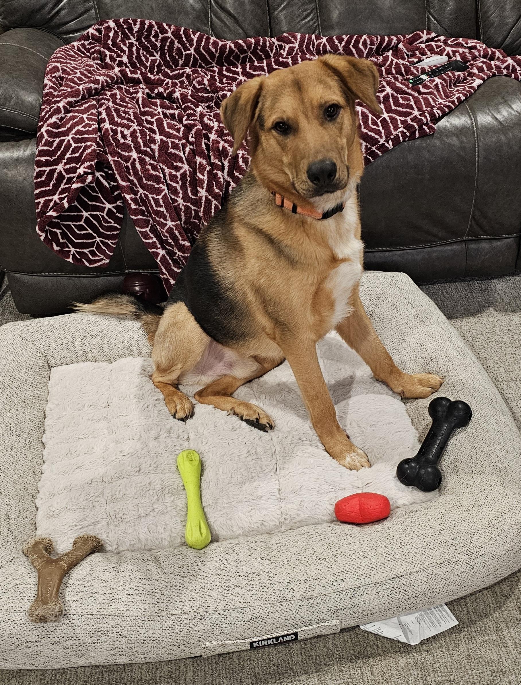 Dennis, an adopted mixed breed in Eagle, ID image 3/5