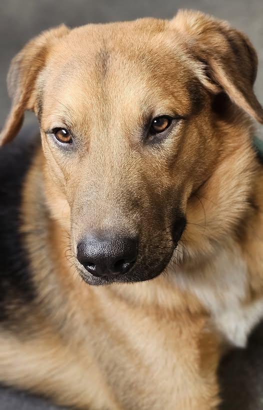 Dennis, adopted, Young Male Shepherd & Labrador Retriever.