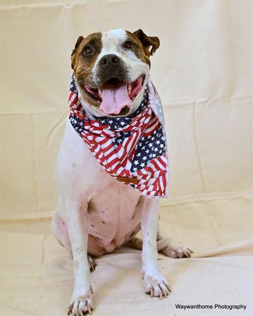 DARLA, Adoptable, Adult Female Boxer & Pit Bull Terrier.
