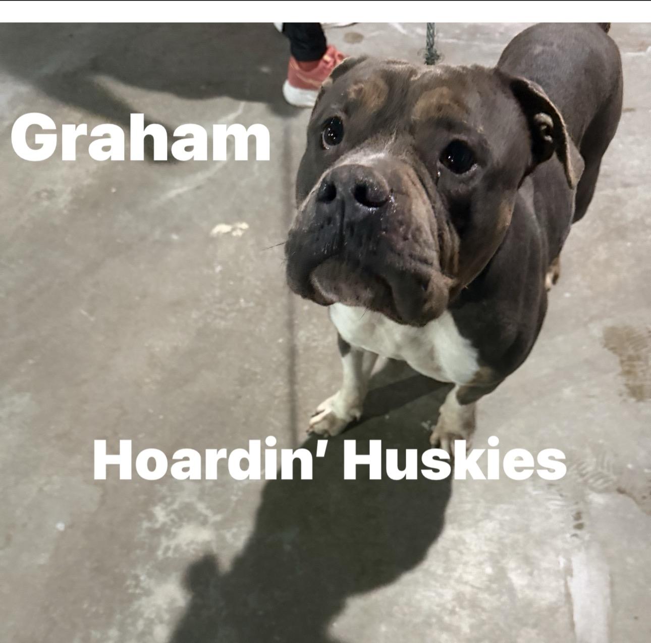 Enlarge Graham, a Adoptable mixed breed in Palm Coast, FL image 3/3