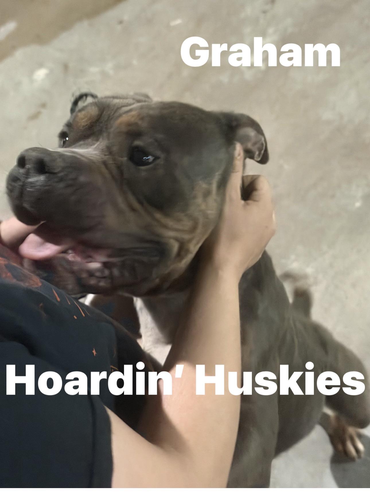 Enlarge Graham, a Adoptable mixed breed in Palm Coast, FL image 1/3