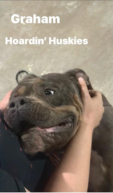 Enlarge Graham, a Adoptable mixed breed in Palm Coast, FL image 2/3