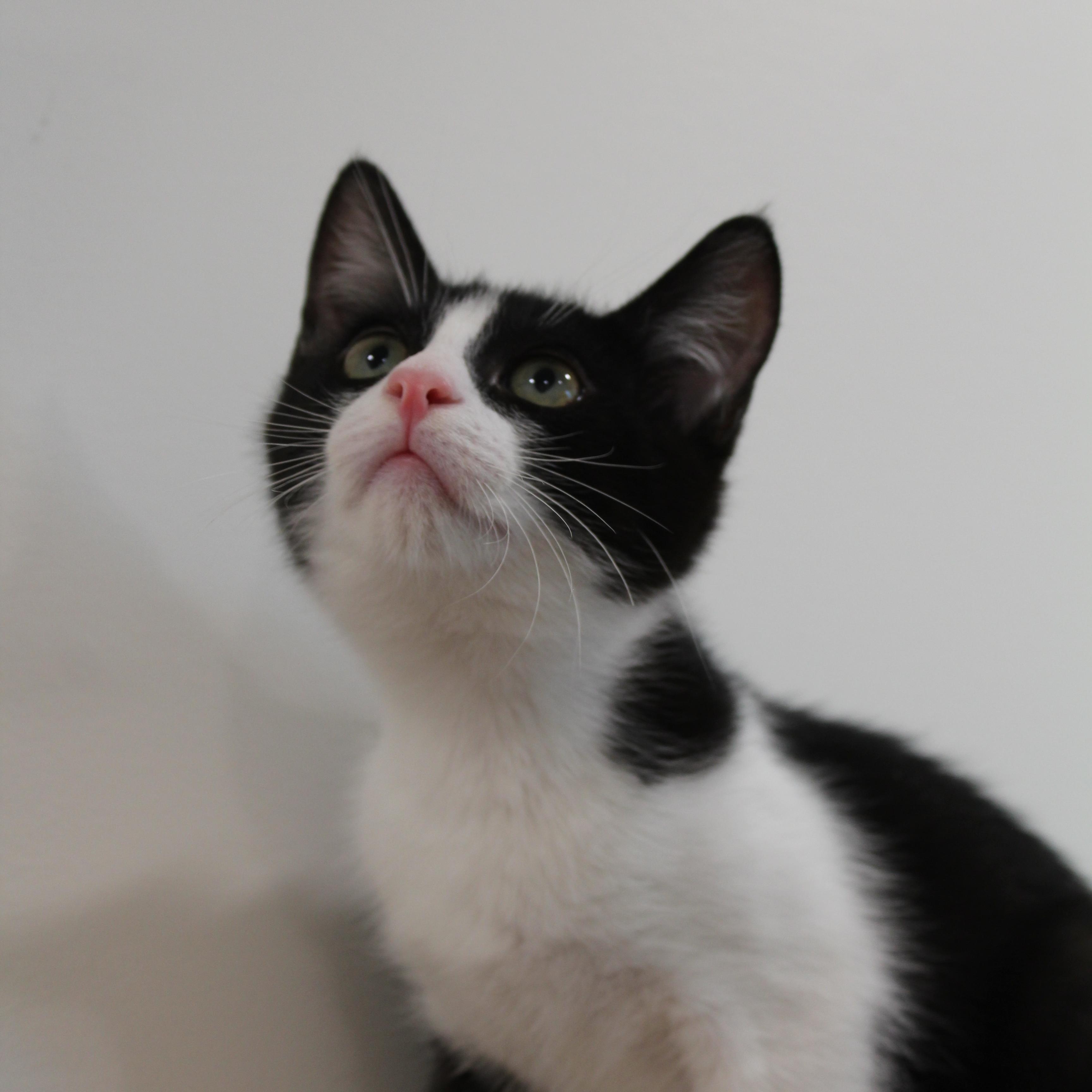 Enlarge Bill, a Adoptable Domestic Short Hair in Newport Beach, CA image 2/2