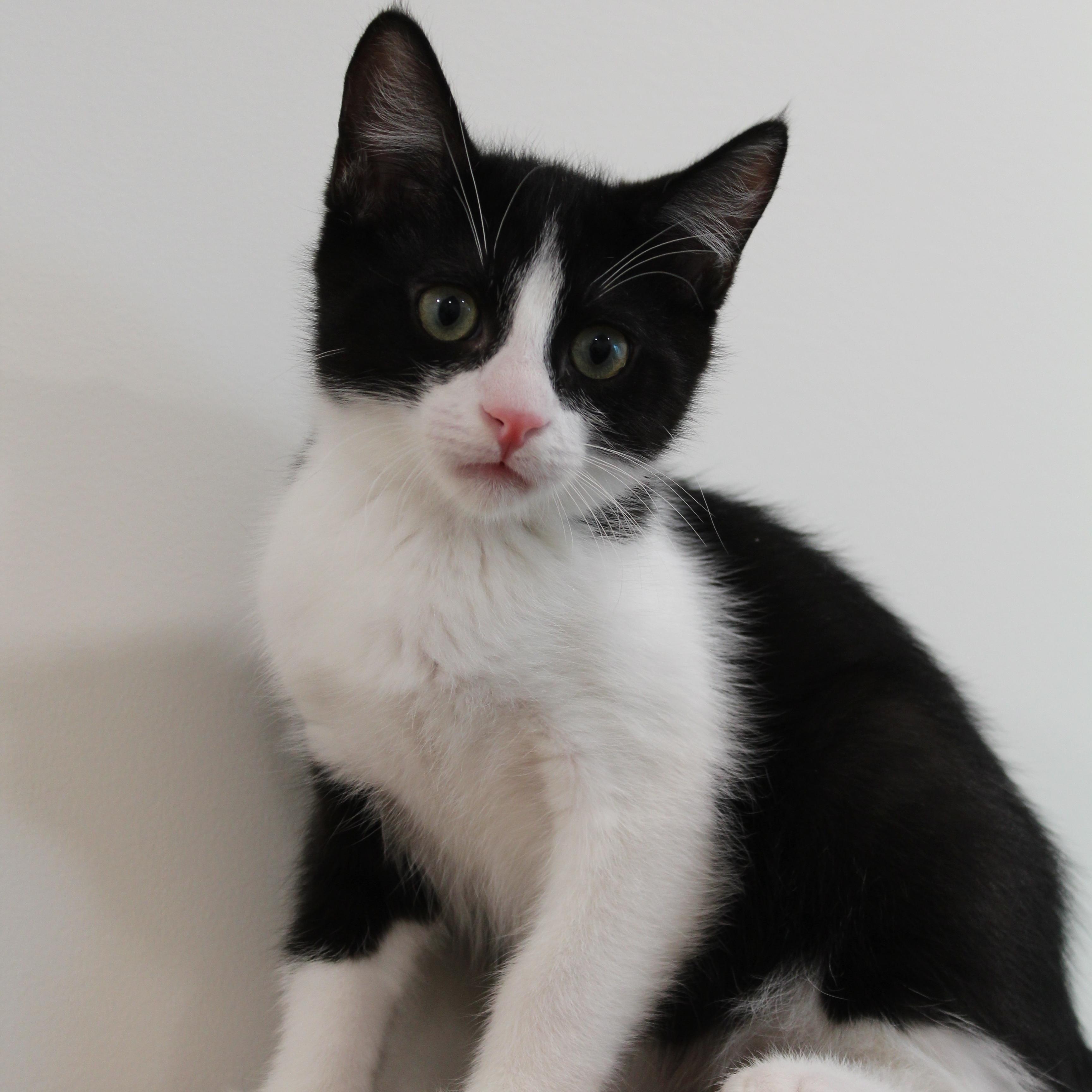 Bill, Adoptable, Young Male Domestic Short Hair.