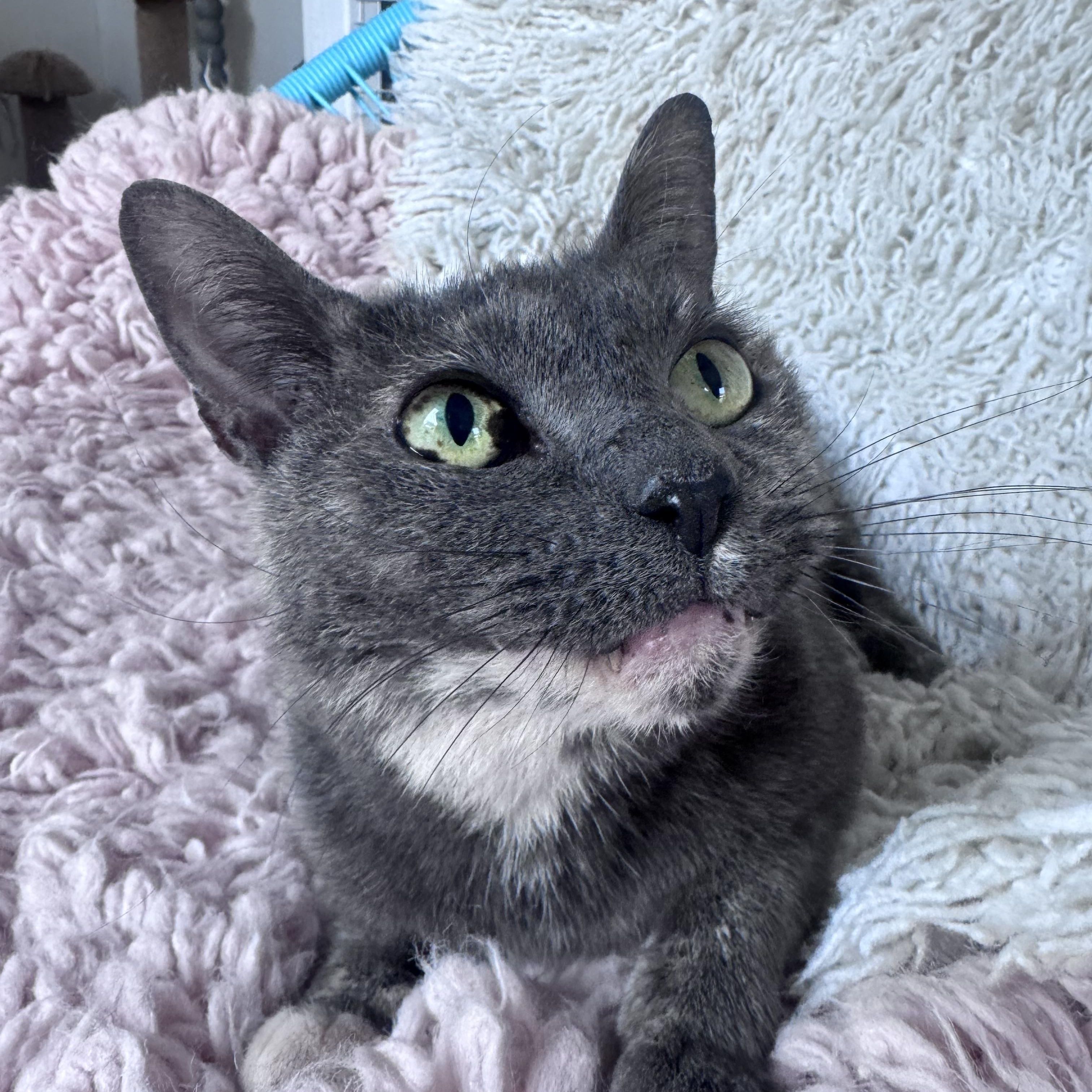Peeka , a ADOPTABLE Domestic Short Hair in Pacific Palisades, CA image 3/6