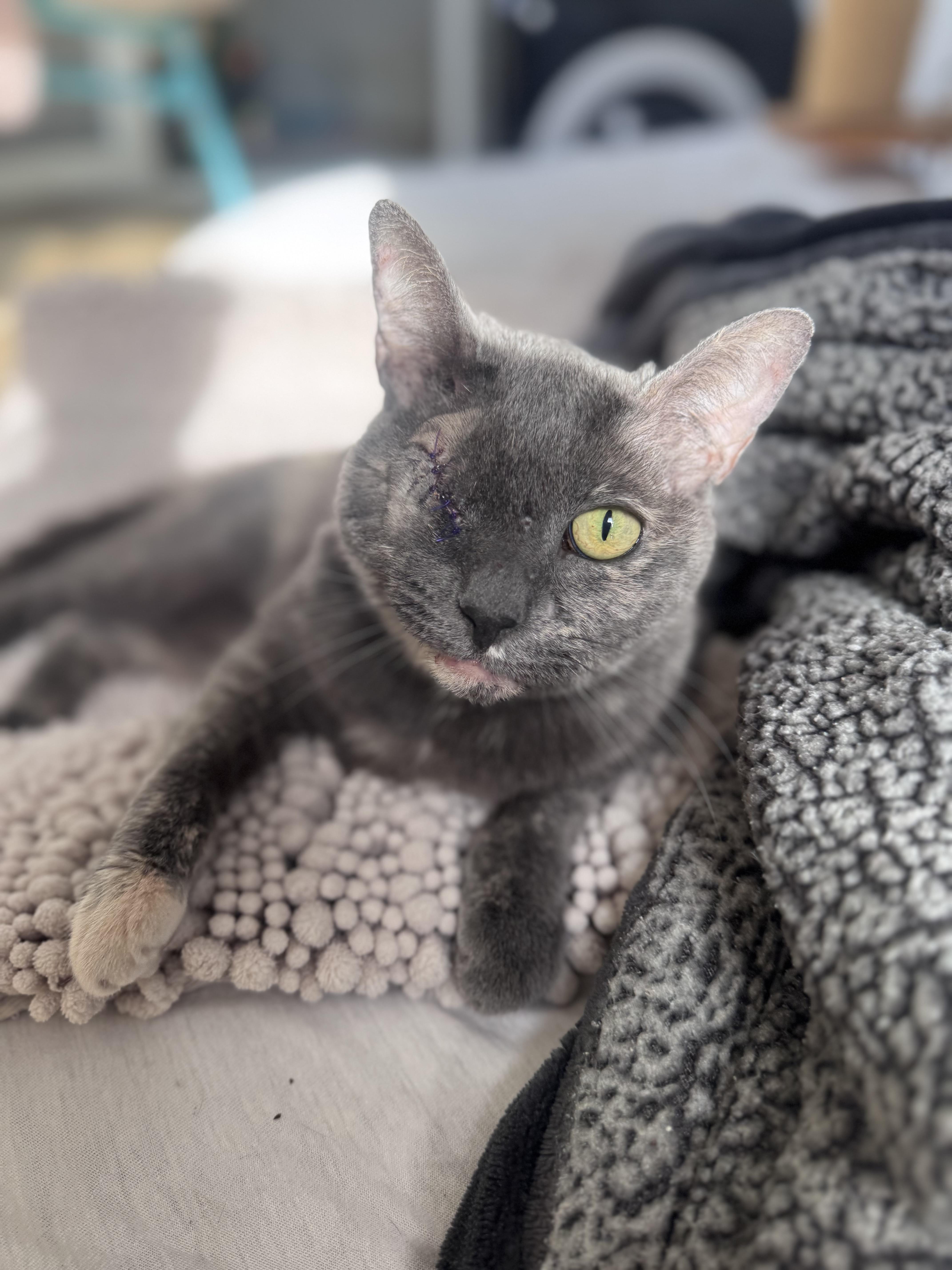 Peeka , ADOPTABLE, Senior Female Domestic Short Hair.