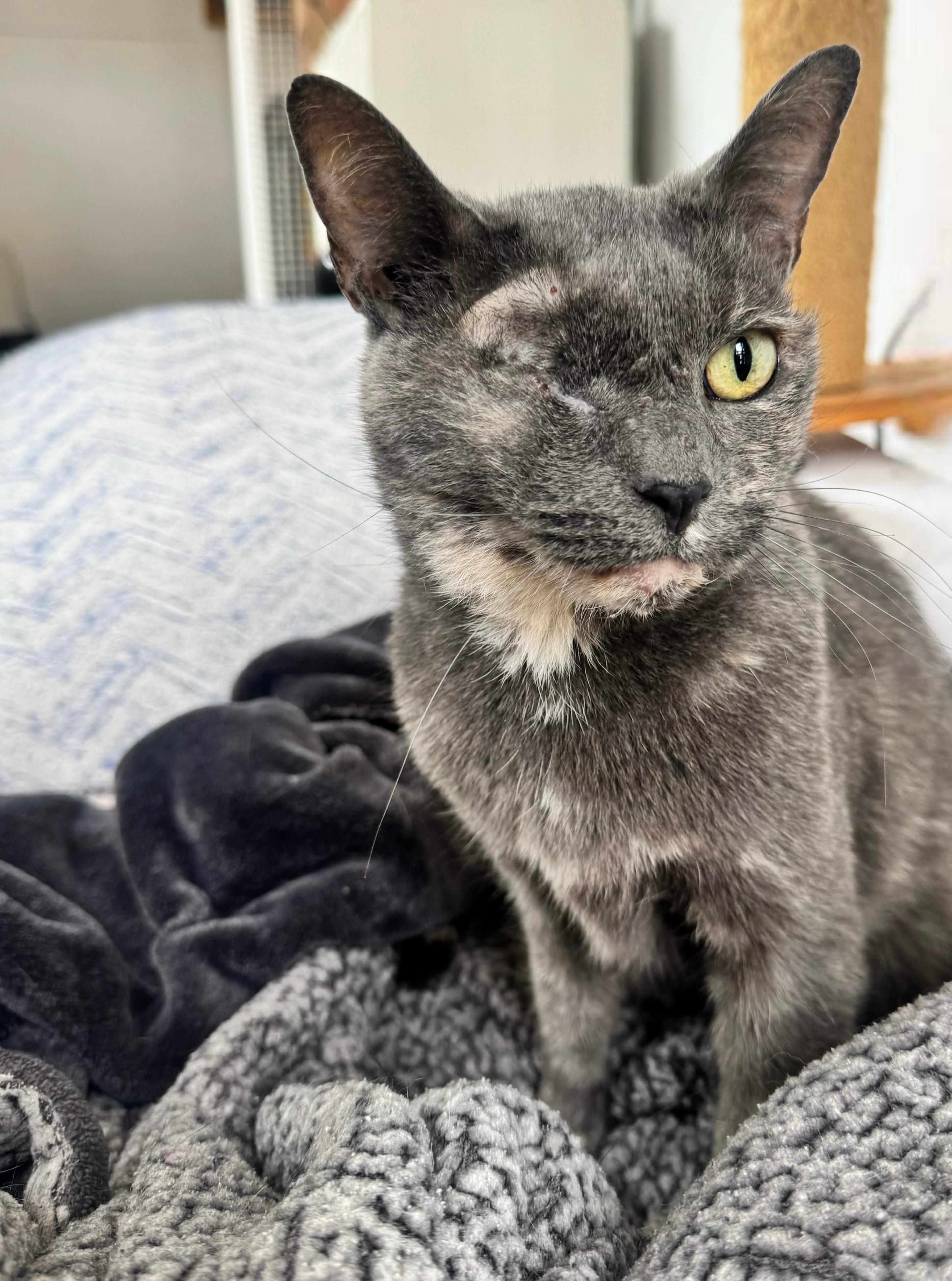 Peeka , a ADOPTABLE Domestic Short Hair in Pacific Palisades, CA image 2/6