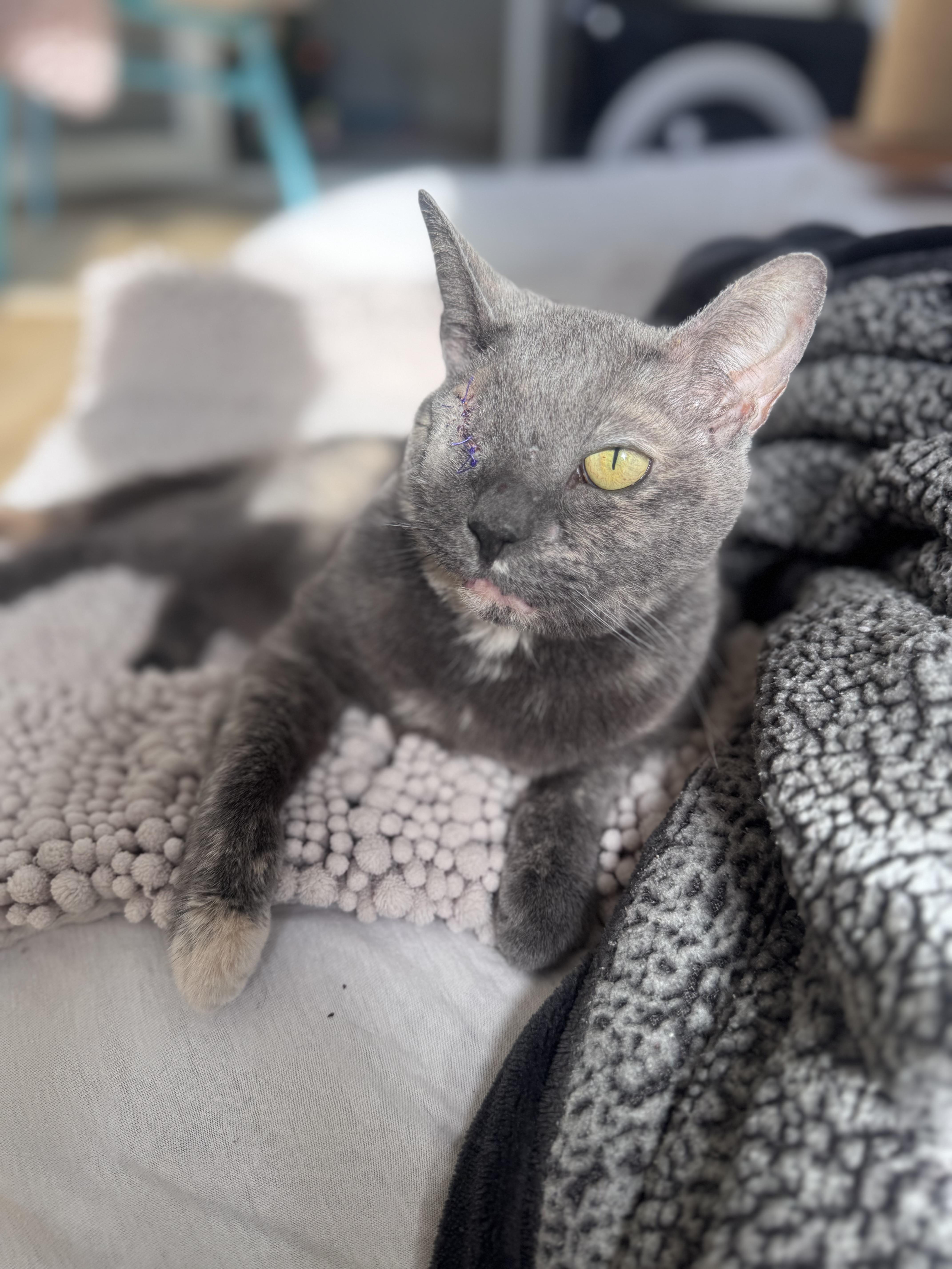 Peeka , a ADOPTABLE Domestic Short Hair in Pacific Palisades, CA image 4/6