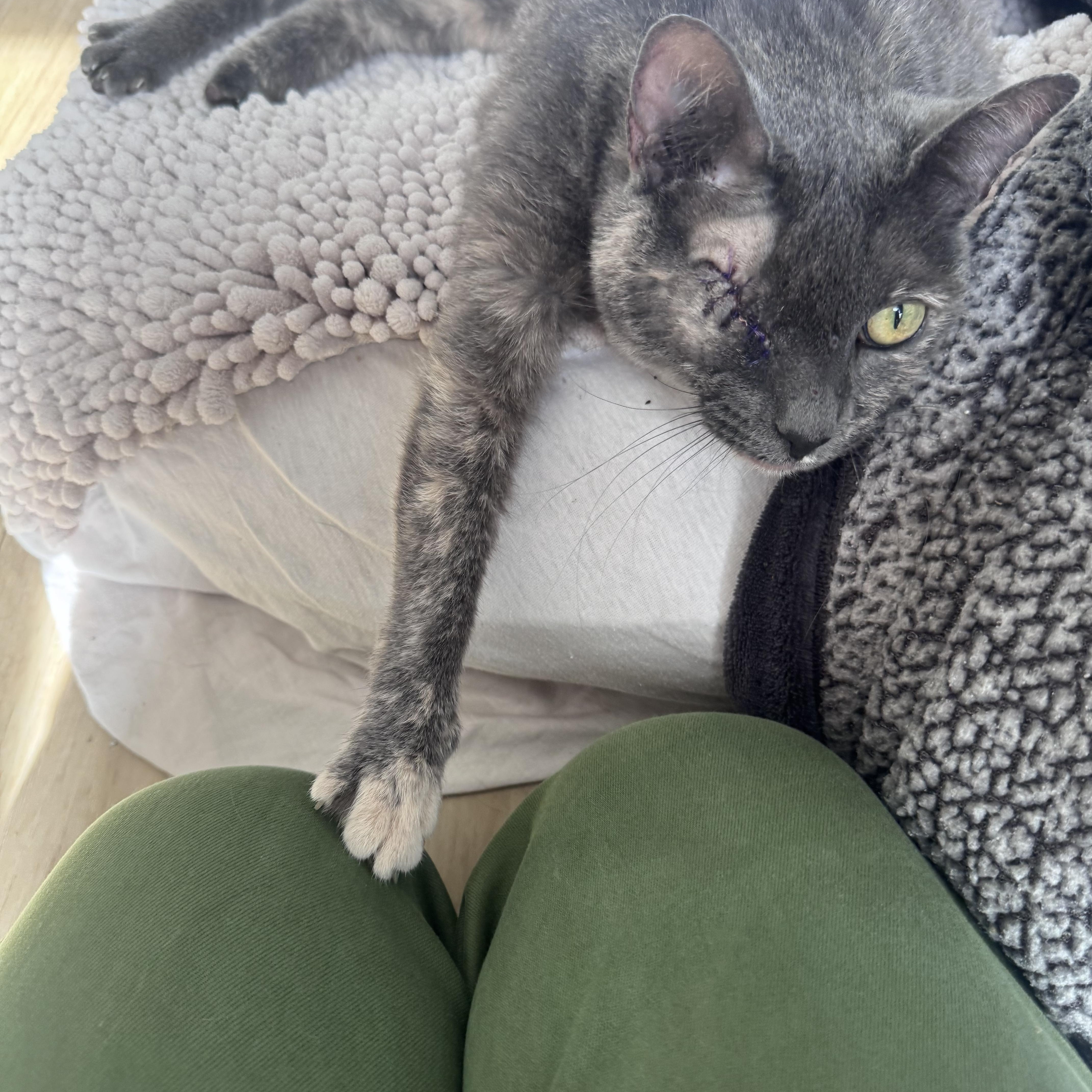 Peeka , a ADOPTABLE Domestic Short Hair in Pacific Palisades, CA image 6/6
