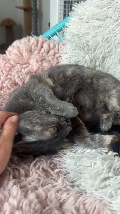 Enlarge Peeka , a ADOPTABLE Domestic Short Hair in Pacific Palisades, CA video 5/6